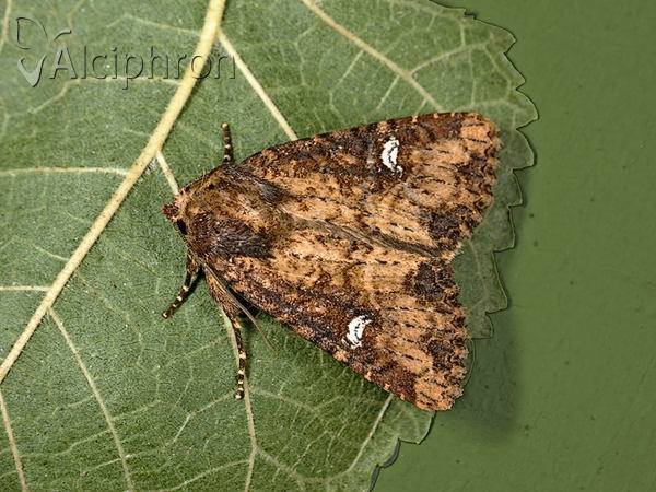 Mesapamea secalis