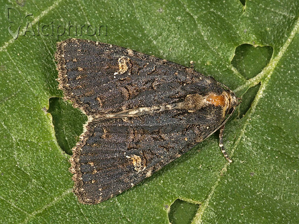 Mesapamea secalis