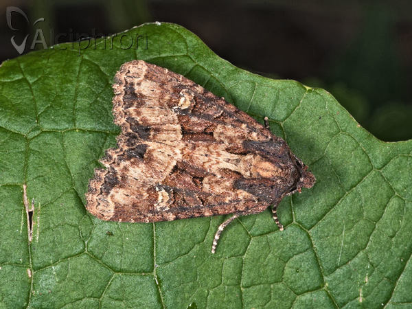 Apamea remissa