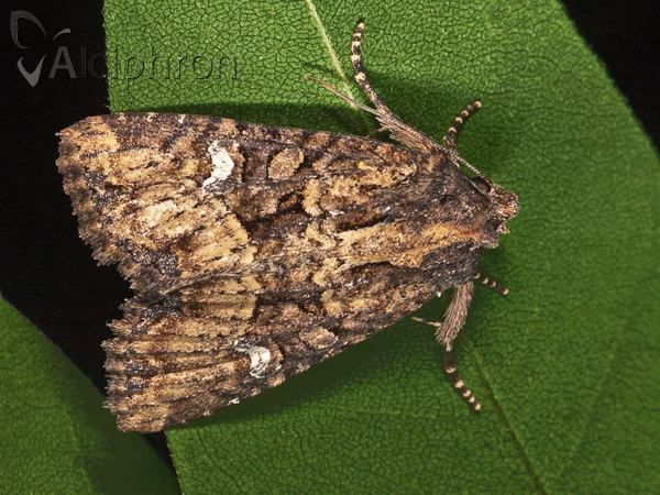 Apamea remissa