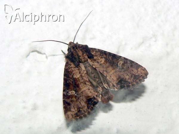 Apamea remissa