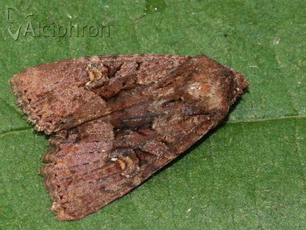 Apamea remissa