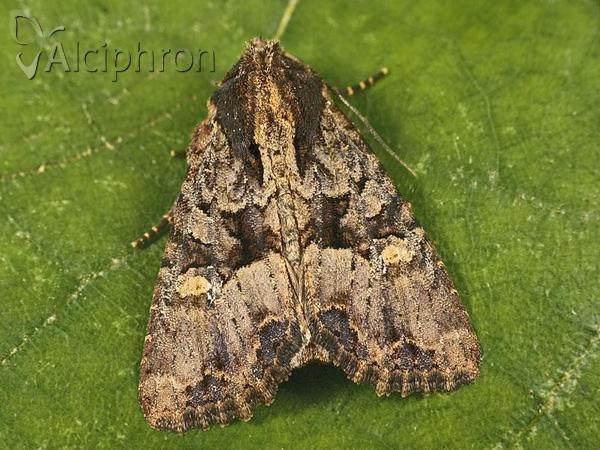 Apamea remissa