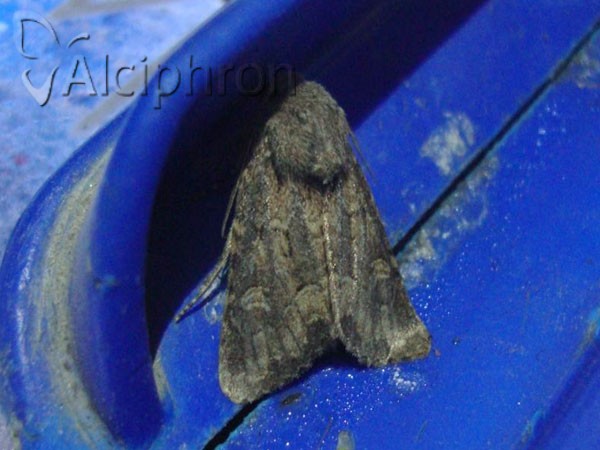 Apamea remissa