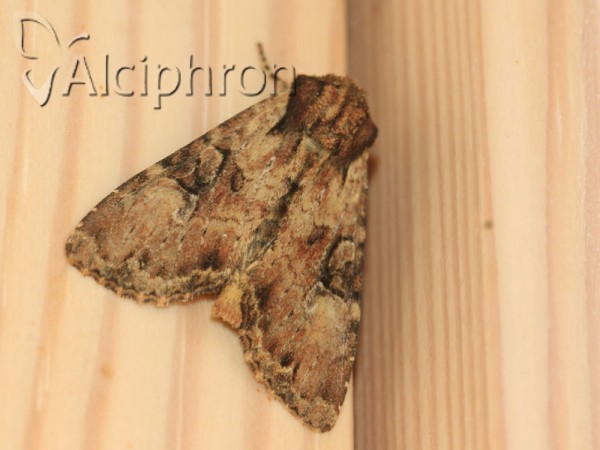 Apamea epomidion