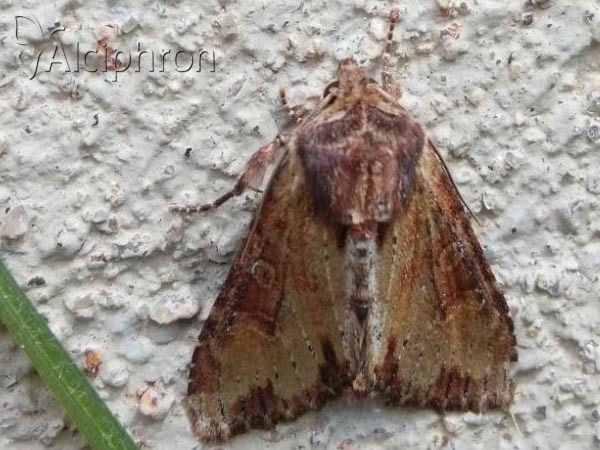 Apamea crenata