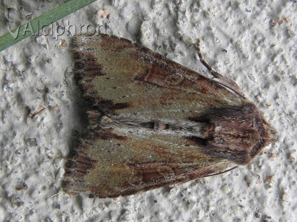 Apamea crenata