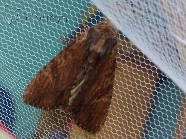 Apamea crenata