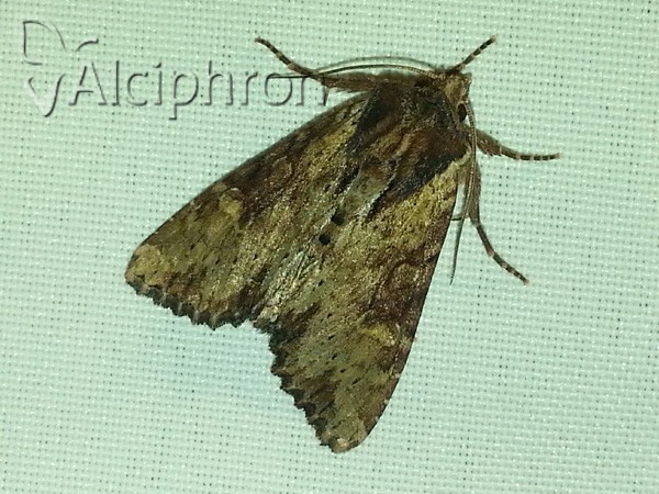 Apamea crenata
