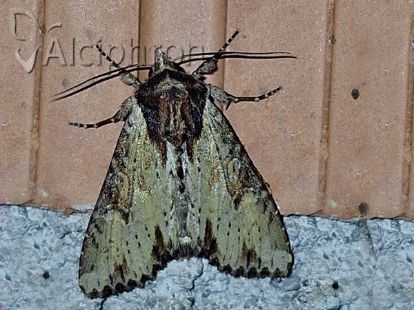 Apamea crenata