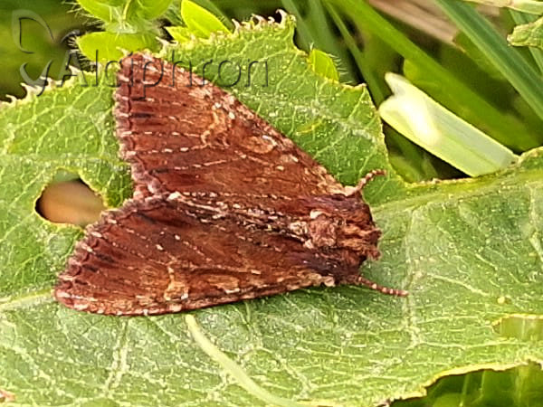 Apamea crenata