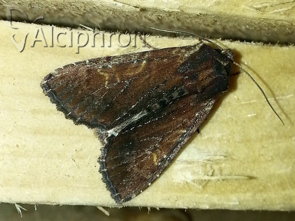 Apamea crenata