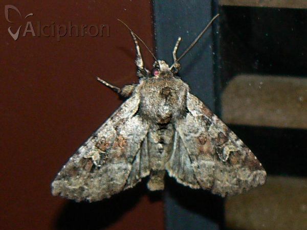Apamea sordens