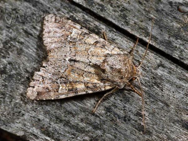 Apamea sordens