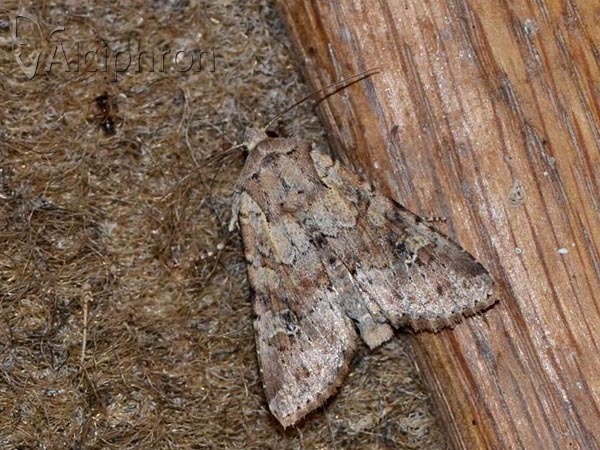Apamea sordens