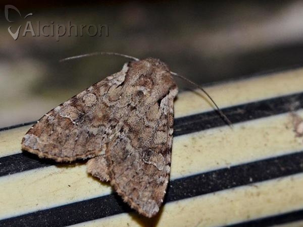 Apamea sordens