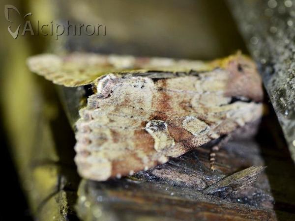 Apamea sordens