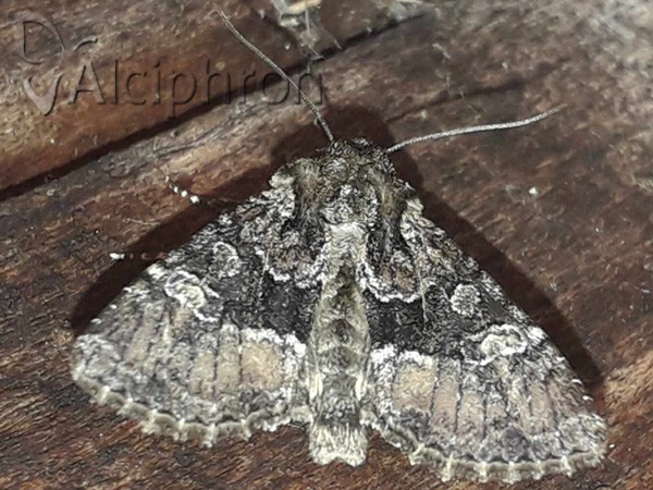 Apamea illyria