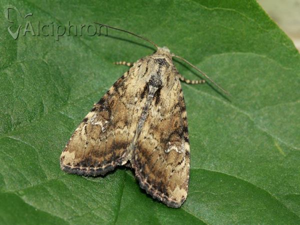 Apamea scolopacina