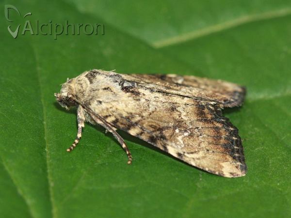 Apamea scolopacina
