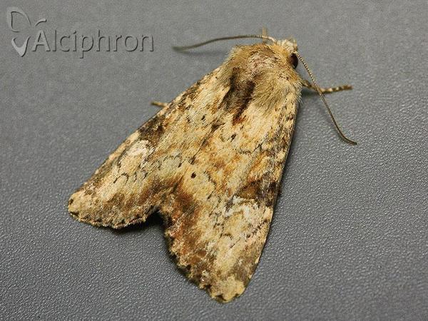 Apamea scolopacina