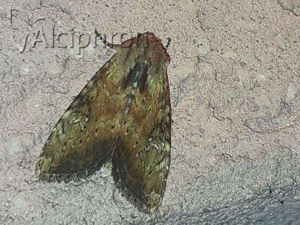 Apamea scolopacina