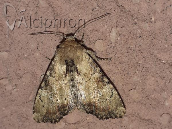 Apamea scolopacina
