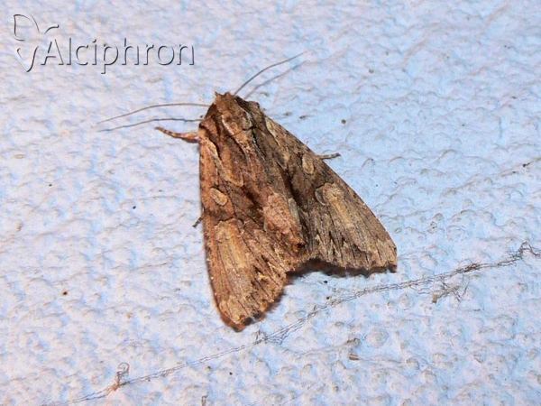 Apamea monoglypha