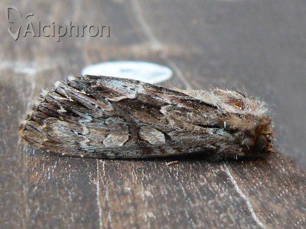 Apamea monoglypha