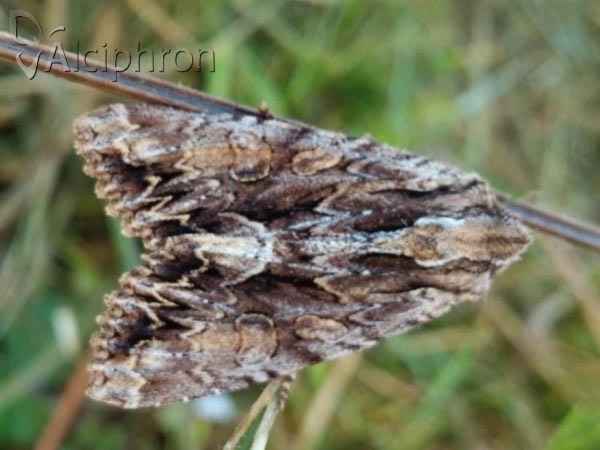 Apamea monoglypha