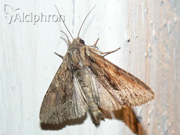 Apamea monoglypha