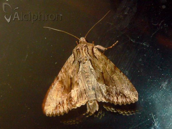 Apamea monoglypha