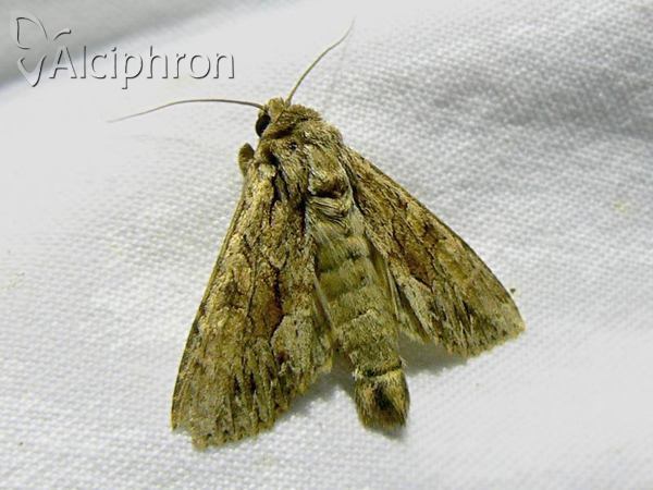 Apamea monoglypha