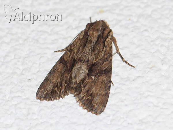 Apamea monoglypha