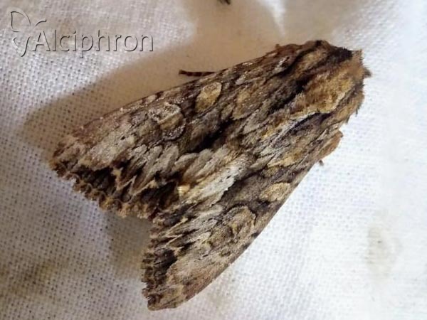 Apamea monoglypha