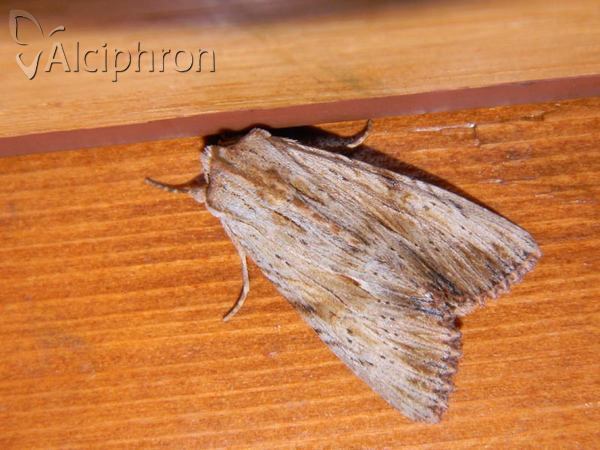 Apamea lithoxylaea