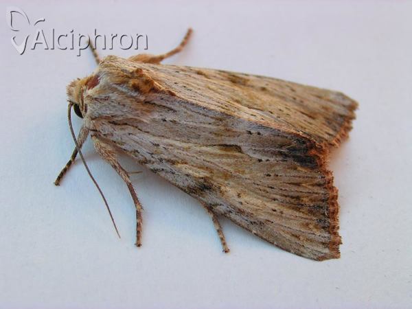 Apamea lithoxylaea