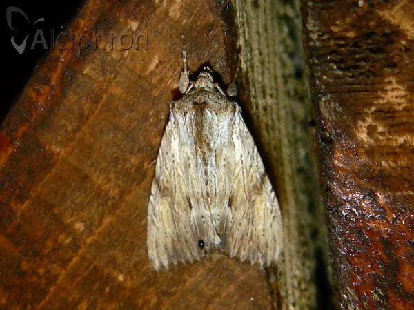 Apamea lithoxylaea