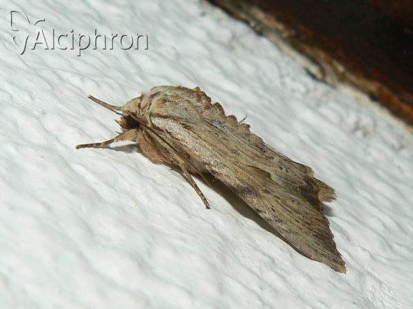 Apamea lithoxylaea