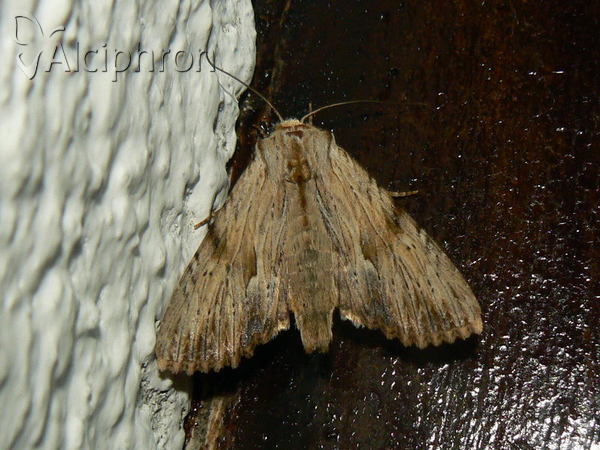 Apamea lithoxylaea