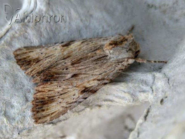 Apamea lithoxylaea