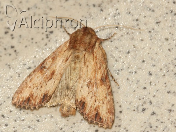 Apamea sublustris
