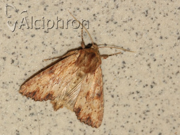Apamea sublustris