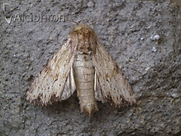 Apamea sublustris