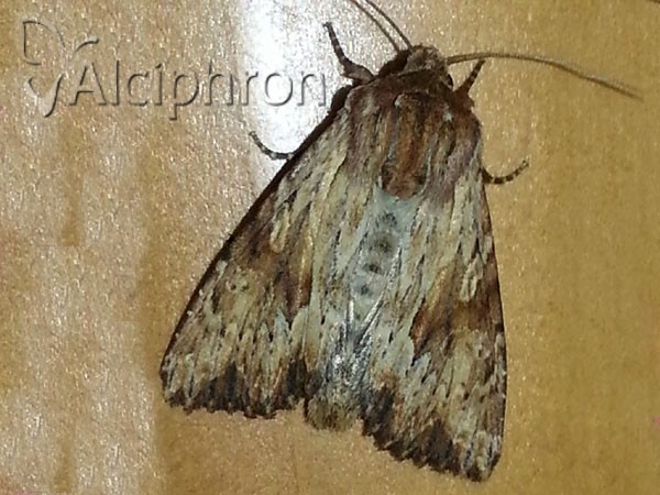 Apamea sublustris