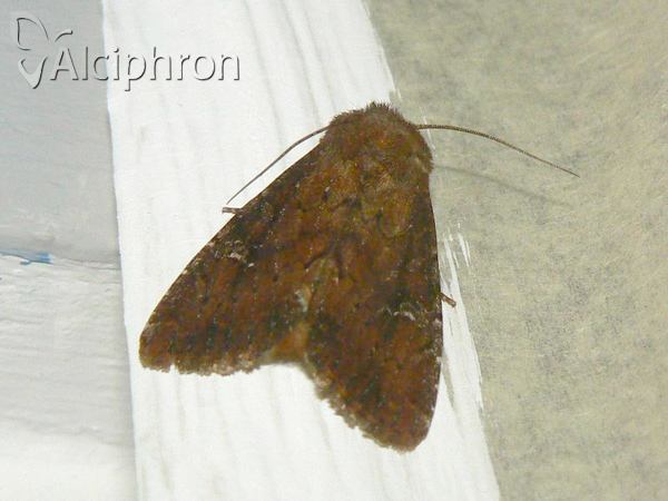 Apamea lateritia