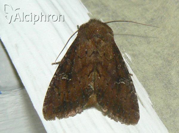 Apamea lateritia