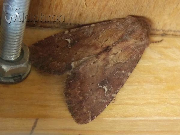 Apamea lateritia