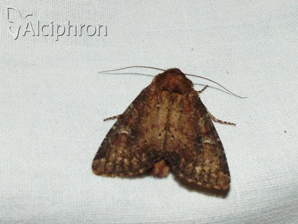 Apamea lateritia