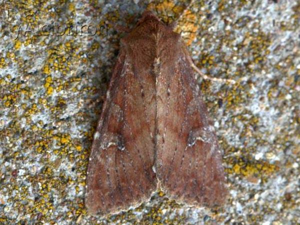Apamea lateritia